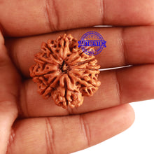 Load image into Gallery viewer, 10 Mukhi Nepalese Rudraksha - Bead No 317