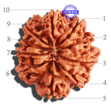 Load image into Gallery viewer, 10 Mukhi Nepalese Rudraksha - Bead No 317