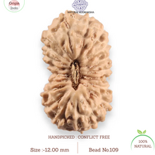 Load image into Gallery viewer, 20 Mukhi Indonesian Rudraksha - Bead 109