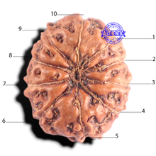 Load image into Gallery viewer, 10 Mukhi Rudraksha from Indonesia - Bead No. 210