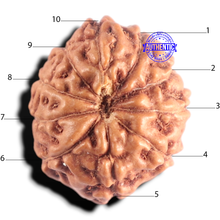Load image into Gallery viewer, 10 Mukhi Rudraksha from Indonesia - Bead No. 212
