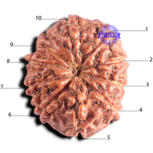 Load image into Gallery viewer, 10 Mukhi Rudraksha from Indonesia - Bead No. 216