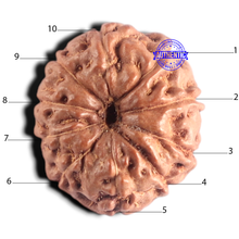 Load image into Gallery viewer, 10 Mukhi Rudraksha from Indonesia - Bead No. 218