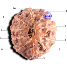 Load image into Gallery viewer, 10 Mukhi Rudraksha from Indonesia - Bead No. 221