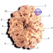 Load image into Gallery viewer, 10 Mukhi Rudraksha from Indonesia - Bead No. 224
