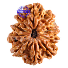 Load image into Gallery viewer, 10 Mukhi Nepalese Rudraksha - Bead No. 131