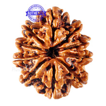 Load image into Gallery viewer, 10 Mukhi Nepalese Rudraksha - Bead No 137