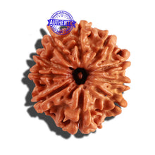 Load image into Gallery viewer, 10 Mukhi Nepalese Rudraksha - Bead No. 233