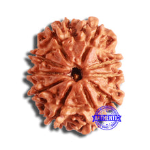 Load image into Gallery viewer, 10 Mukhi Nepalese Rudraksha - Bead No. 362