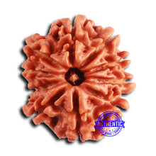 Load image into Gallery viewer, 10 Mukhi Nepalese Rudraksha - Bead No 409