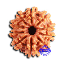 Load image into Gallery viewer, 10 Mukhi Nepalese Rudraksha - Bead No 413