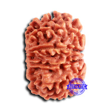 Load image into Gallery viewer, 10 Mukhi Nepalese Rudraksha - Bead No. 405