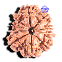 Load image into Gallery viewer, 10 Mukhi Nepalese Rudraksha - Bead No. 104