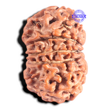 Load image into Gallery viewer, 10 Mukhi Nepalese Rudraksha - Bead No. 104
