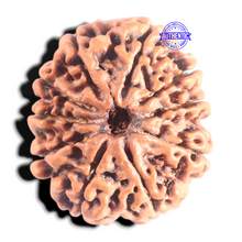 Load image into Gallery viewer, 10 Mukhi Nepalese Rudraksha - Bead No. 106
