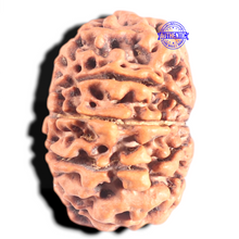Load image into Gallery viewer, 10 Mukhi Nepalese Rudraksha - Bead No. 106