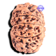 Load image into Gallery viewer, 10 Mukhi Nepalese Rudraksha - Bead No. 106