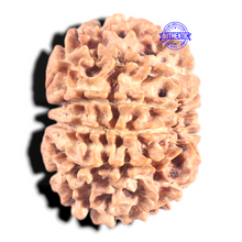 Load image into Gallery viewer, 10 Mukhi Nepalese Rudraksha - Bead No. 121