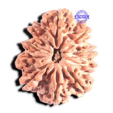 Load image into Gallery viewer, 10 Mukhi Nepalese Rudraksha - Bead No. 131