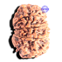 Load image into Gallery viewer, 10 Mukhi Nepalese Rudraksha - Bead No 137
