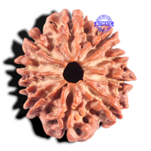 Load image into Gallery viewer, 10 Mukhi Nepalese Rudraksha - Bead No 147