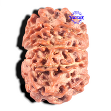 Load image into Gallery viewer, 10 Mukhi Nepalese Rudraksha - Bead No 147