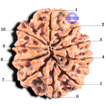 Load image into Gallery viewer, 10 Mukhi Nepalese Rudraksha - Bead No 158