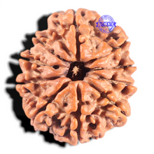 Load image into Gallery viewer, 10 Mukhi Nepalese Rudraksha - Bead No 158
