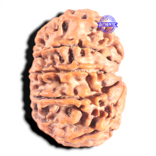 Load image into Gallery viewer, 10 Mukhi Nepalese Rudraksha - Bead No 158