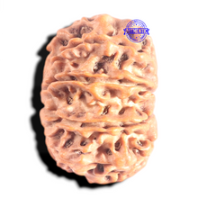 Load image into Gallery viewer, 10 Mukhi Nepalese Rudraksha - Bead No 195