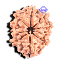 Load image into Gallery viewer, 10 Mukhi Nepalese Rudraksha - Bead No 146