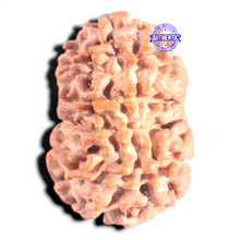 Load image into Gallery viewer, 10 Mukhi Nepalese Rudraksha - Bead No 146
