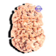Load image into Gallery viewer, 10 Mukhi Nepalese Rudraksha - Bead No 146