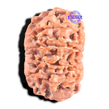 Load image into Gallery viewer, 10 Mukhi Nepalese Rudraksha - Bead No 198
