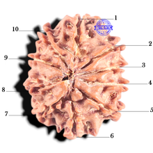 Load image into Gallery viewer, 10 Mukhi Nepalese Rudraksha - Bead No 201