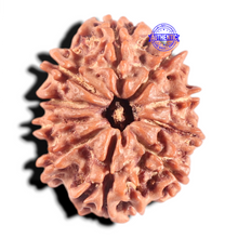 Load image into Gallery viewer, 10 Mukhi Nepalese Rudraksha - Bead No 201
