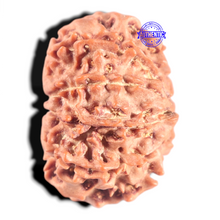 Load image into Gallery viewer, 10 Mukhi Nepalese Rudraksha - Bead No 201