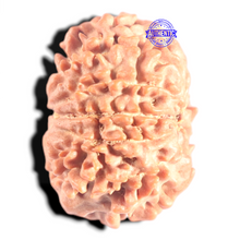 Load image into Gallery viewer, 10 Mukhi Nepalese Rudraksha - Bead No 24