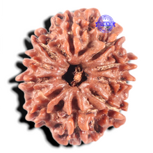 Load image into Gallery viewer, 10 Mukhi Nepalese Rudraksha - Bead No. 265