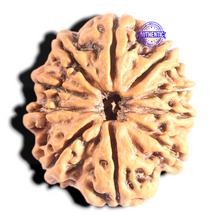 Load image into Gallery viewer, 10 Mukhi Nepalese Rudraksha - Bead No 344