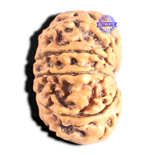 Load image into Gallery viewer, 10 Mukhi Nepalese Rudraksha - Bead No 344
