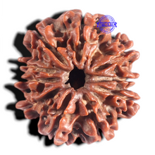 Load image into Gallery viewer, 10 Mukhi Nepalese Rudraksha - Bead No 439