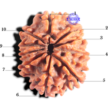 Load image into Gallery viewer, 10 Mukhi Nepalese Rudraksha - Bead No. 441