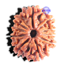 Load image into Gallery viewer, 10 Mukhi Nepalese Rudraksha - Bead No. 441