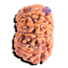Load image into Gallery viewer, 10 Mukhi Nepalese Rudraksha - Bead No. 441