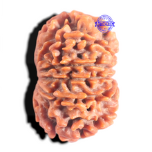 Load image into Gallery viewer, 10 Mukhi Nepalese Rudraksha - Bead No. 441