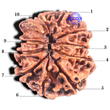 Load image into Gallery viewer, 10 Mukhi Nepalese Rudraksha - Bead No. 443