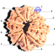 Load image into Gallery viewer, 10 Mukhi Nepalese Rudraksha - Bead No. 450