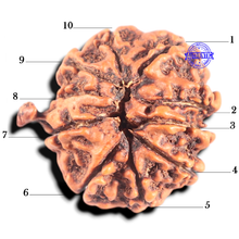 Load image into Gallery viewer, 10 Mukhi Nepalese Ganesha Rudraksha - Bead No. 62