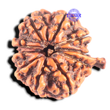 Load image into Gallery viewer, 10 Mukhi Nepalese Ganesha Rudraksha - Bead No. 62